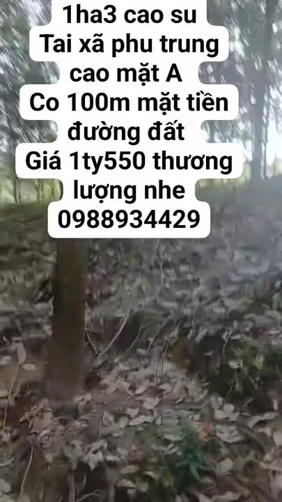 Đất cao su 1ha3 tại Phú Trung, Bù Đăng - Chỉ 1.55 tỷ, thương lượng ngay!