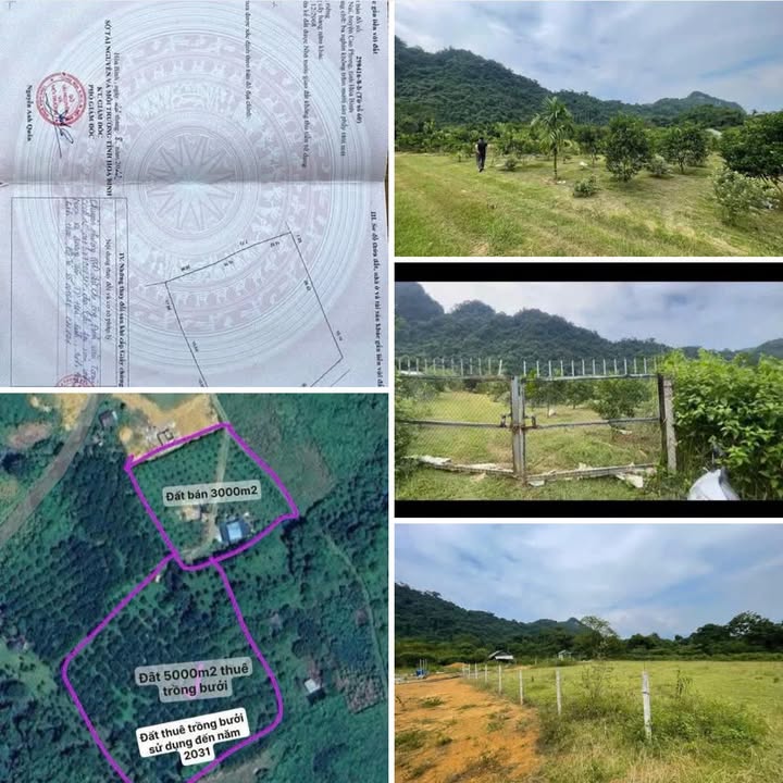 Đất Farm 8000m² tại Thung Nai, Cao Phong, Hòa Bình - Giá chỉ 600 triệu!