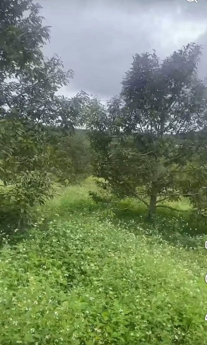 Đất nông nghiệp Tam Giang 6200m² - Cơ hội đầu tư hấp dẫn với 120 cây sầu riêng!