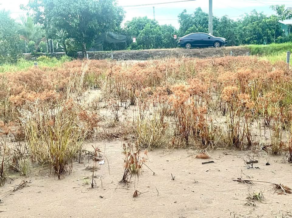 Đất nền liền kề Đông Thành Vĩnh Long 175m² giá chỉ 500 triệu - Đường xe tải thuận tiện!