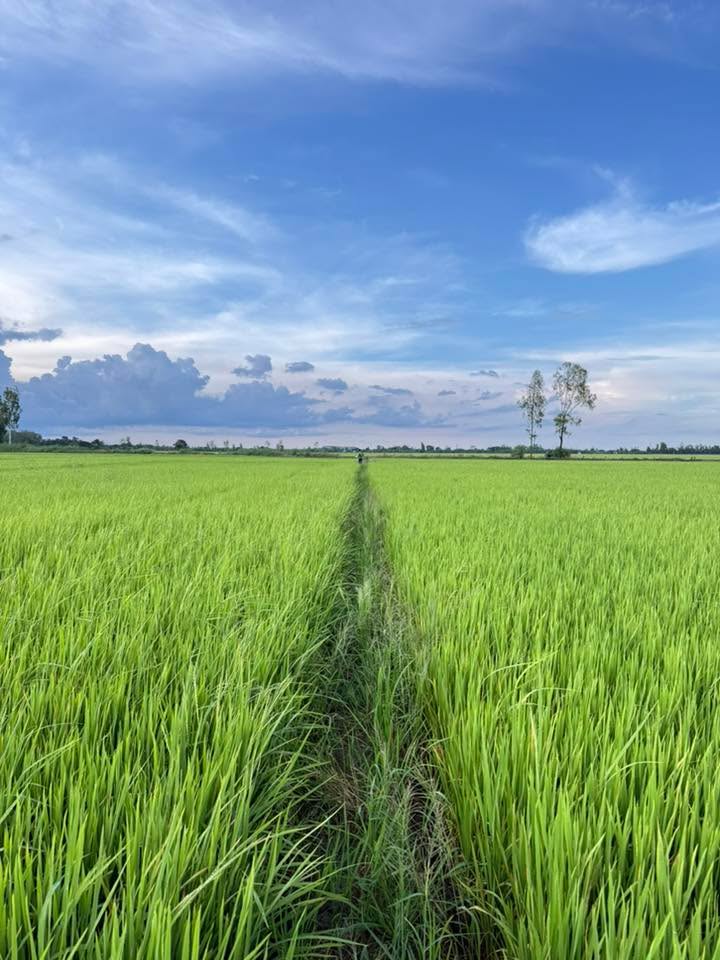 Đất nông nghiệp An Châu 28 công giá 3.08 tỷ - Sổ hồng sang tên nhanh chóng!