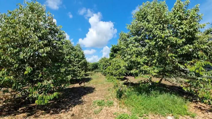 Farm nhà vườn 5182m² tại Tân Phú - 4.5 tỷ, cơ hội đầu tư hấp dẫn!