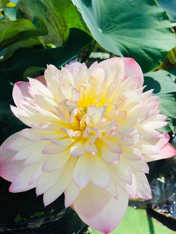 Đất nền 1045m² xã Long Tân Đất Đỏ giá 1.9 tỷ - Tiềm năng phát triển cao