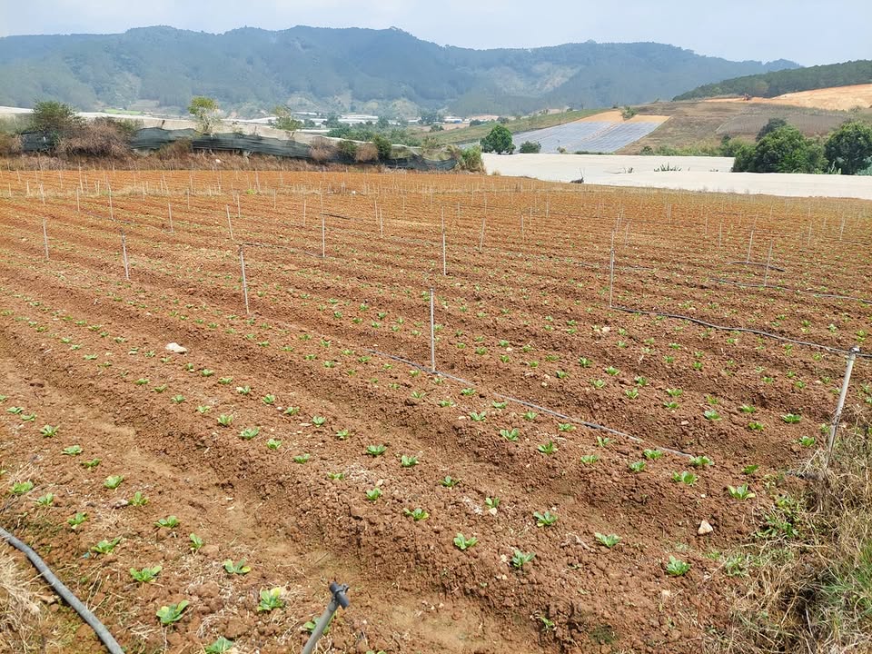 Đất nông nghiệp 4 sào tại Lạc Xuân, Đơn Dương - Giá chỉ 1.5 tỷ, cơ hội đầu tư hấp dẫn!