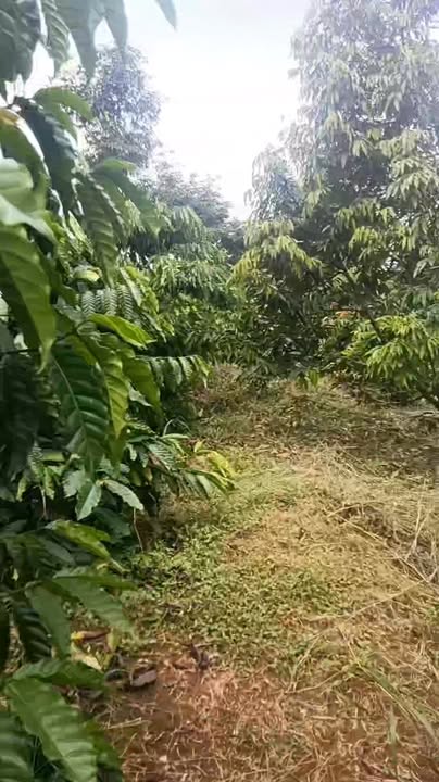 Đất thổ cư 400m² tại Quảng Tân, Tuy Đức - Giá chỉ 3.1 tỷ, thương lượng nhẹ!