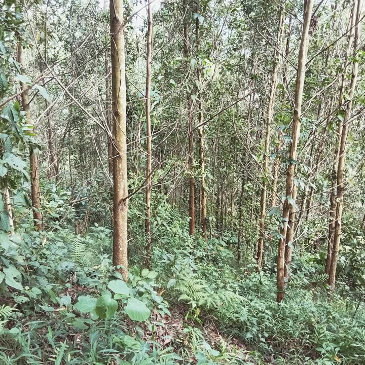 Đất Farm 2ha tại xã Thạch Tượng, Thạch Thành giá 200 triệu - Cơ hội đầu tư hấp dẫn!