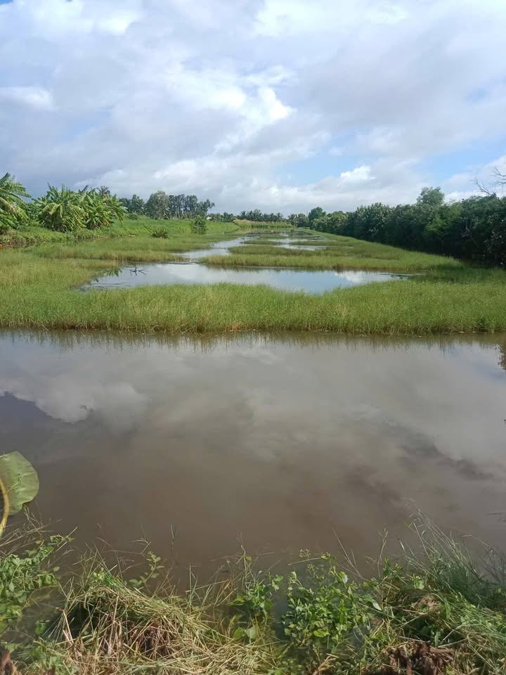 Đất nền 11.000m² tại Tân Thạnh, An Minh - Giá chỉ 1.6 tỷ, đầu tư sinh lời!