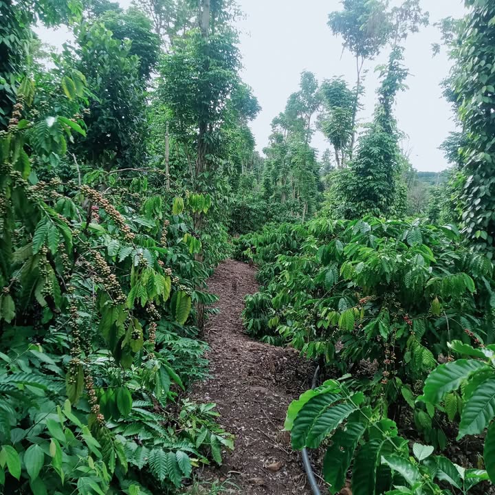 Đất nền Quảng Hiệp, Cư M'gar 12000m² chỉ 1.1 tỷ - Cơ hội đầu tư hấp dẫn!