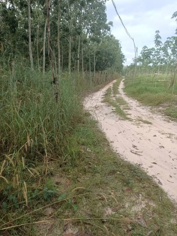 Đất Farm 36.000m² tại Tân Hiệp, Hớn Quản - Cây cao su 8 năm, giá 10 tỷ - Đầu tư sinh lời ngay!