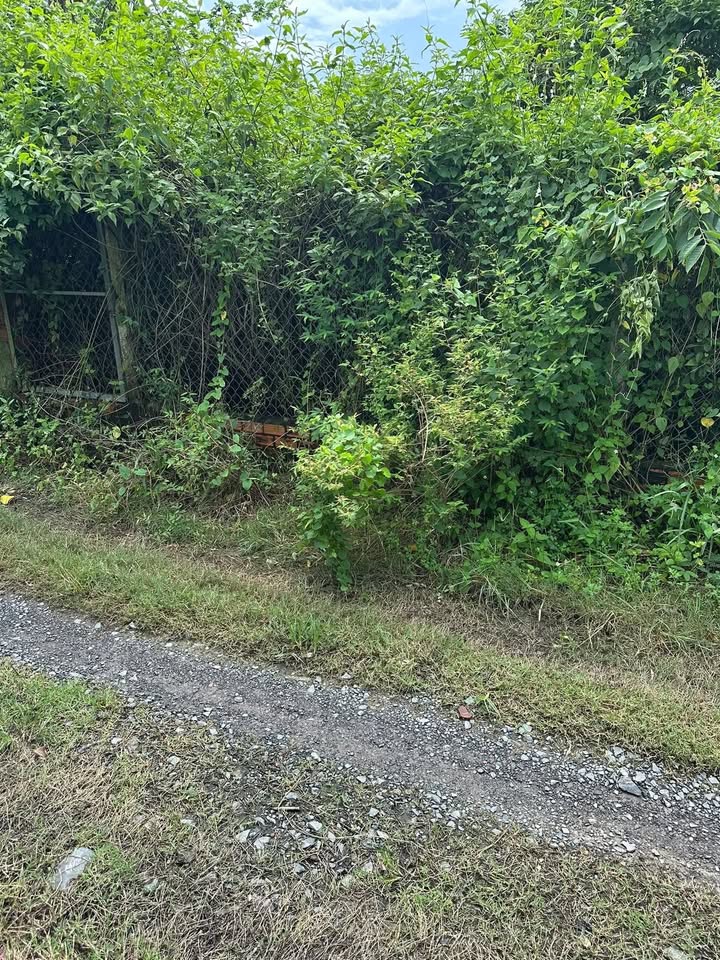 Đất thổ cư khu phố Thanh Thuận, Tây Ninh 60m² giá 350 triệu - Cơ hội đầu tư hấp dẫn!