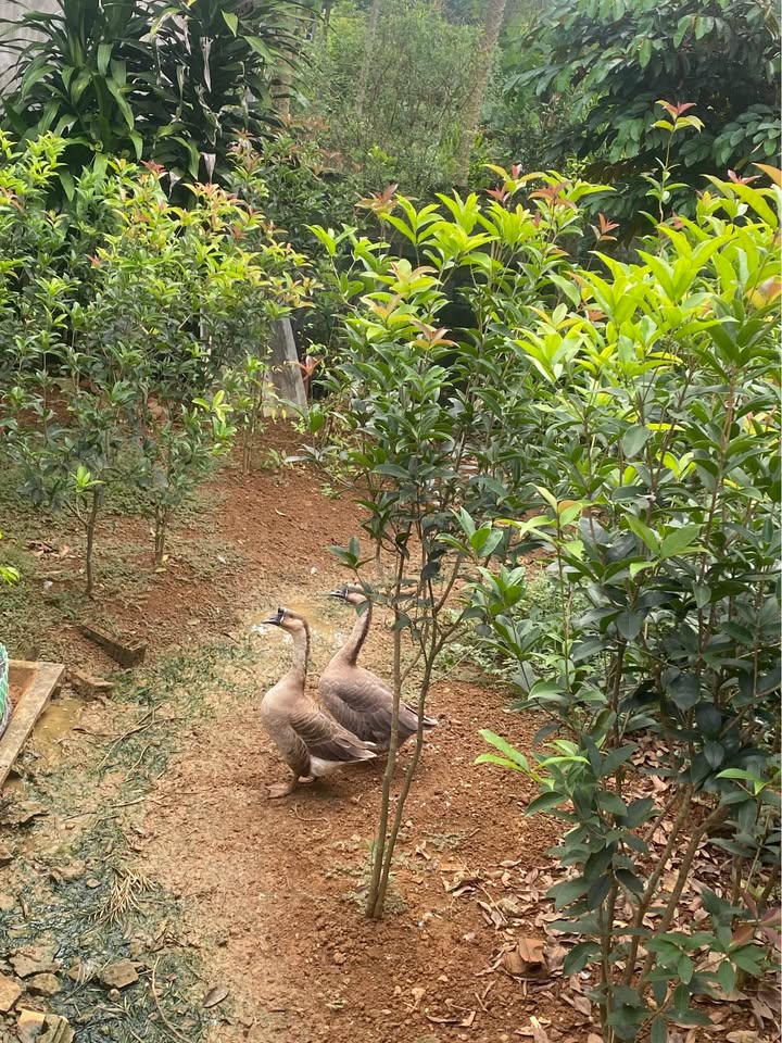 Đất thổ cư Tổ 10, phường Nông Tiến 81m² giá 880 triệu - Cơ hội đầu tư tuyệt vời!