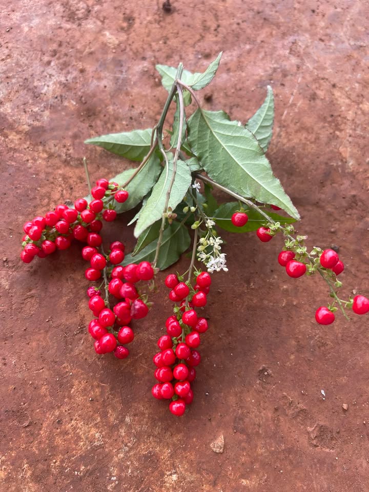 Đất thổ cư mặt tiền đường Lê Lợi, huyện Chư Sê, 420.5m² giá 9.28 tỷ - Đầu tư sinh lời ngay!