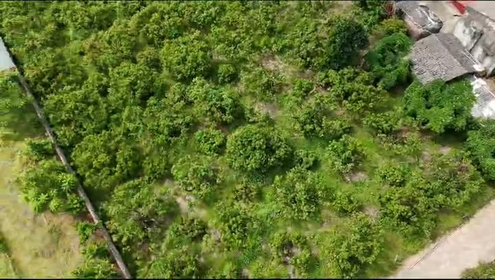 Đất nền Vô Tranh Lục Nam 500m² - Gần chợ trung tâm hành chính