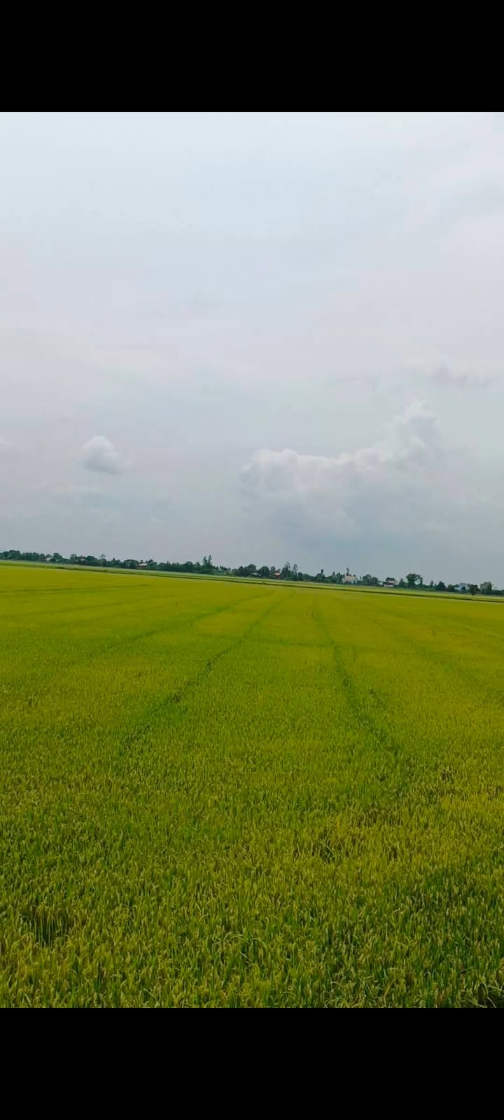 Đất nông nghiệp 130.000m² tại Hưng Điền B, Tân Hưng - Cho thuê giá thỏa thuận!