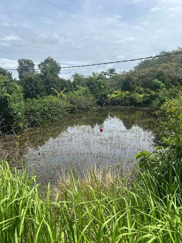 Vườn sầu riêng 2520m² tại Phú Thịnh, Tân Phú chỉ 2.8 tỷ - Đầu tư nghỉ dưỡng lý tưởng!