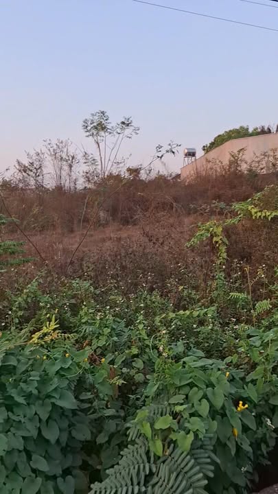 Đất nền 900m² tại Thanh Lương, Bình Long, Bình Phước - Giá bán hấp dẫn cho nhà đầu tư