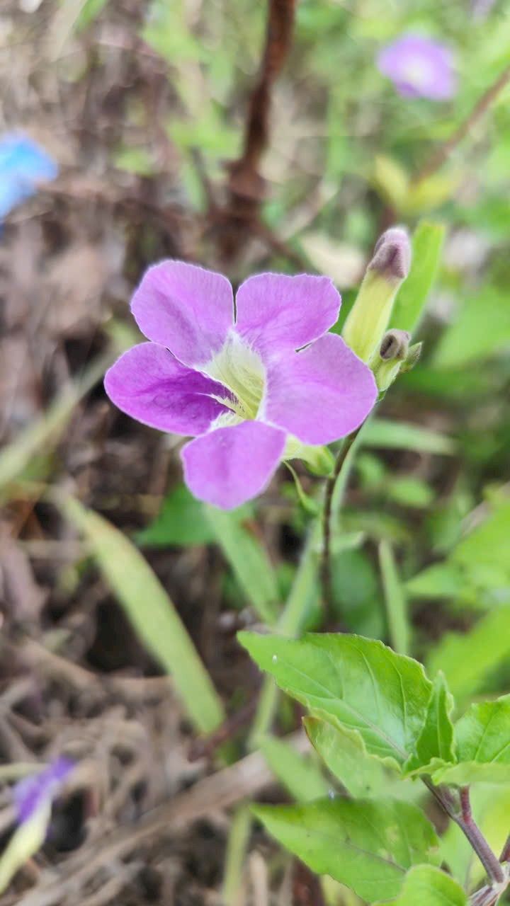 Nhà mặt tiền 3 tại Cam Phú, Cam Ranh 180m² - Dễ dàng di chuyển!