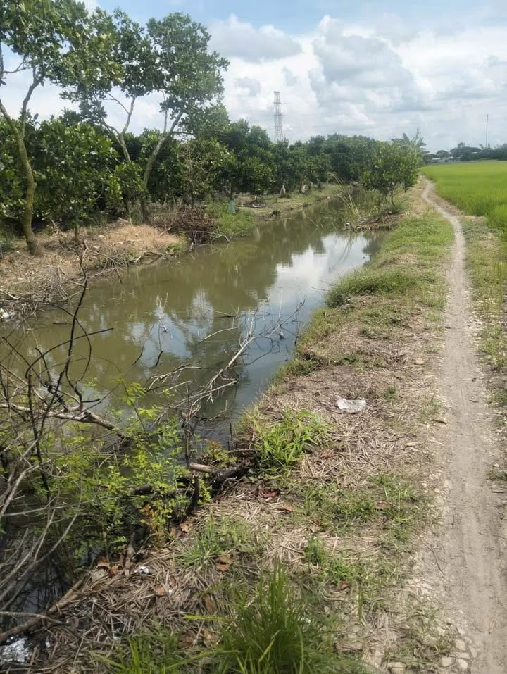 Đất vườn 2 công 5 Vĩnh Châu Châu Đốc 25000m² giá 725 triệu - Mặt tiền đường lớn thuận tiện!