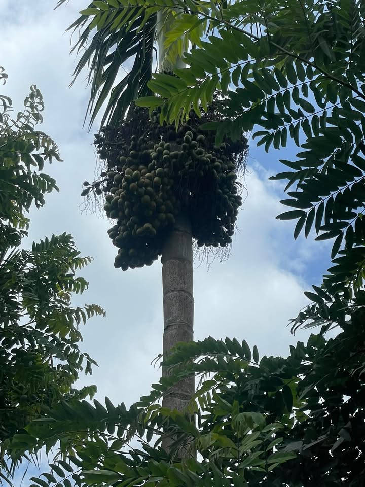 Đất nông nghiệp 2.6ha tại Dray Bhang, Cư Kuin - Giá chỉ 2.5 tỷ!