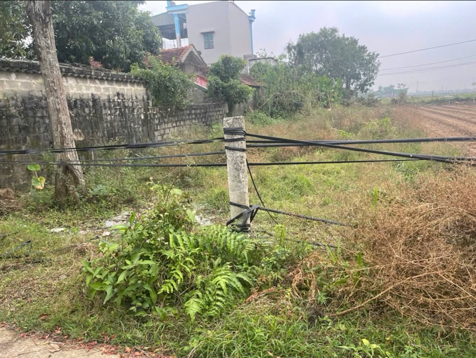 Đất đấu giá tại xóm 1, xã Nga Trung, huyện Nga Sơn, 100m² - Pháp lý rõ ràng, hạ tầng hoàn thiện!