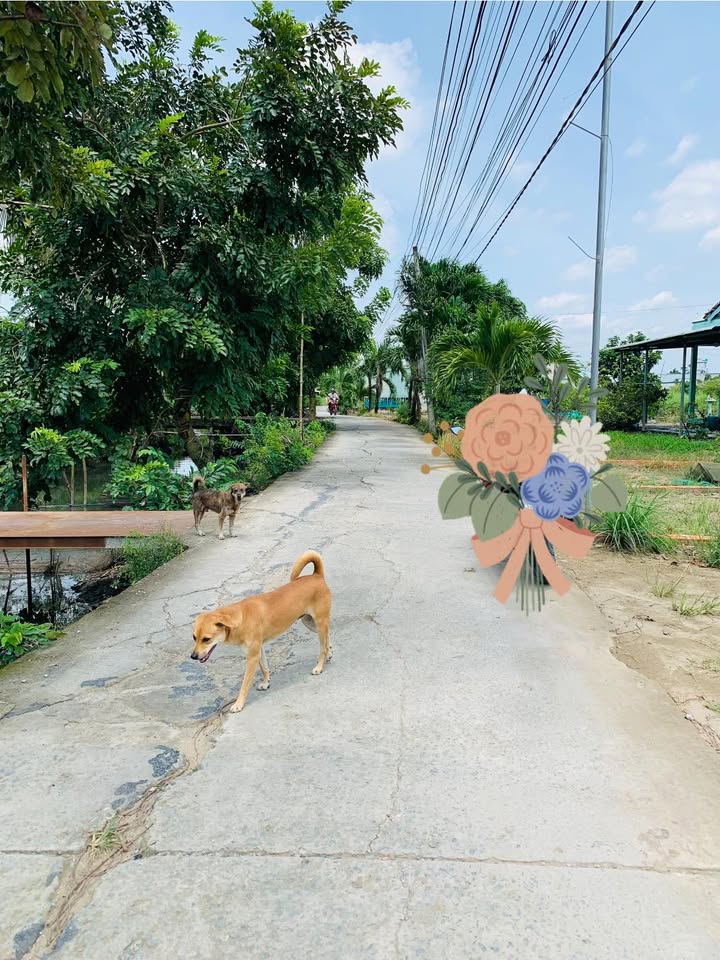 Đất thổ cư mặt tiền đường Nguyễn Văn Chép 120m² giá 1.25 tỷ - Cơ hội đầu tư hấp dẫn!