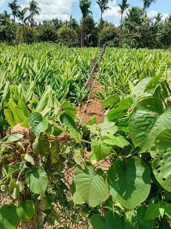 Đất thổ cư 550m² tại đường Phạm Hồng Thái, Buôn Hồ chỉ 1.6 tỷ - Cơ hội đầu tư hấp dẫn!