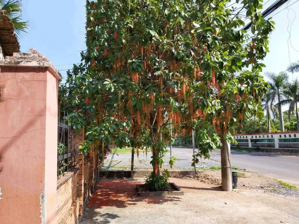 Đất nền 1341m² mặt tiền Tỉnh Lộ 15, Nhuận Đức, Củ Chi - Giá chỉ 10 tỷ!