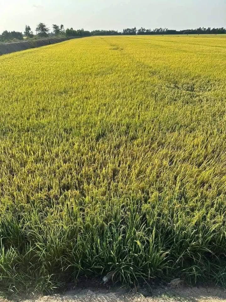 Đất nông nghiệp 25 công tại Nhơn Hòa, Tân Thạnh - Giá chỉ 4 tỷ