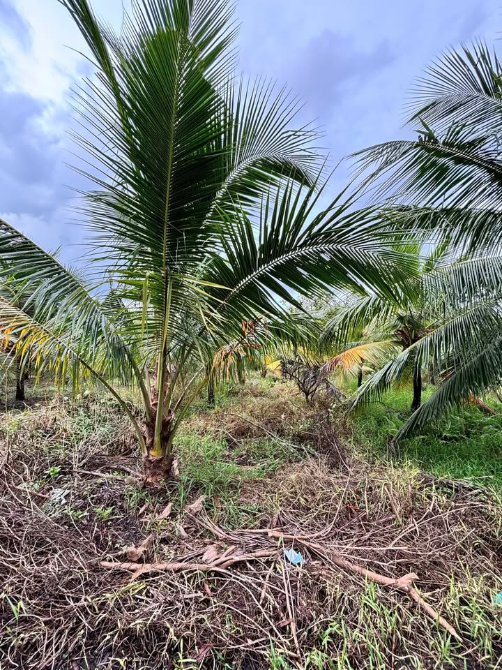 Đất nền phường Mỹ Phong, Mỹ Tho 175m² giá chỉ 650 triệu - Cơ hội đầu tư tuyệt vời!