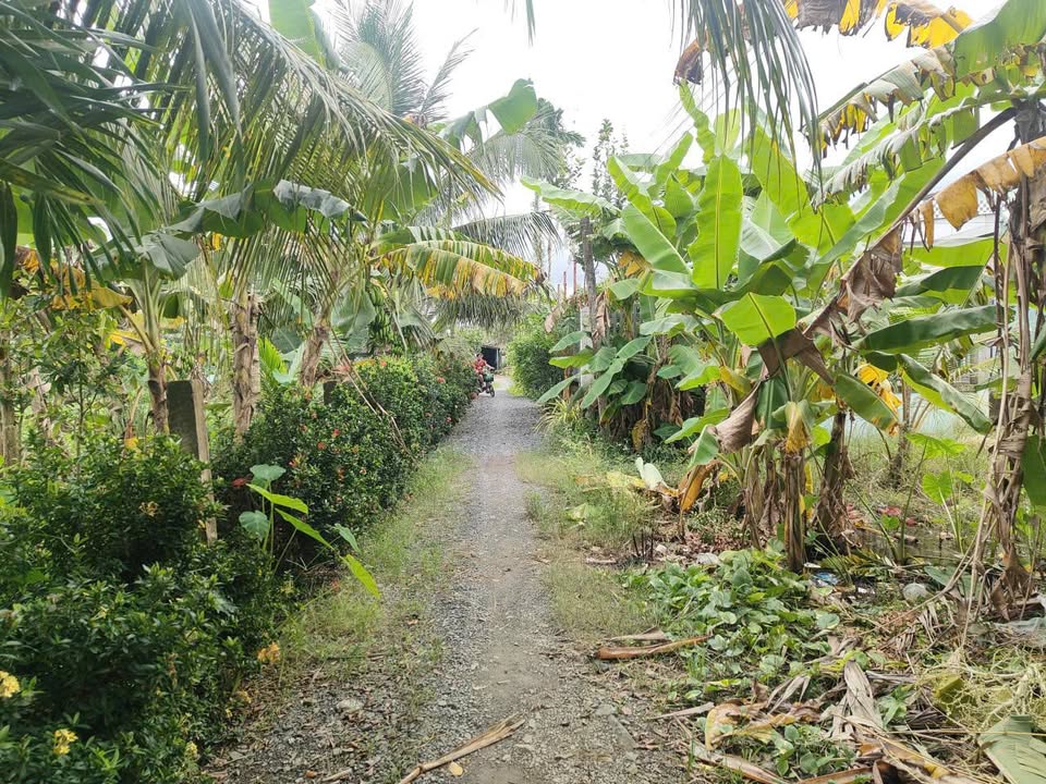 Đất thổ cư 998m² tại Thân Cửu Nghĩa, Châu Thành, Tiền Giang - Giá chỉ 1.4 tỷ