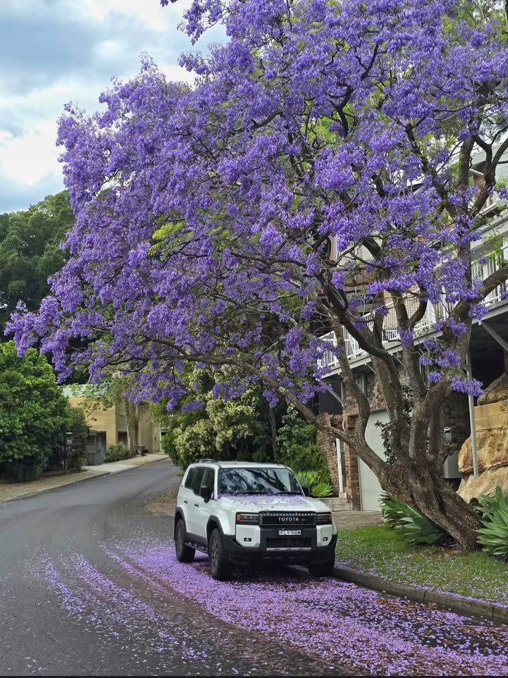 Nhà phố Yersin Đà Lạt 152m² giá 14 tỷ - Kinh doanh đắc địa!