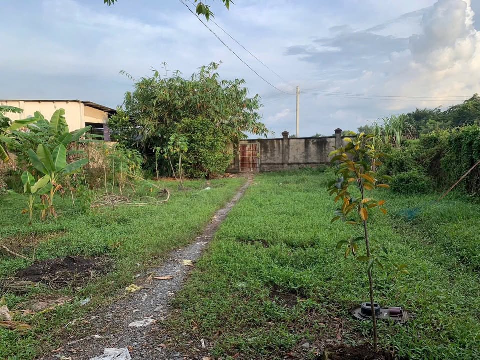 Farm 1000m² tại Bình Mỹ, Củ Chi giá 3 triệu - Thích hợp chăn nuôi và trồng rau!