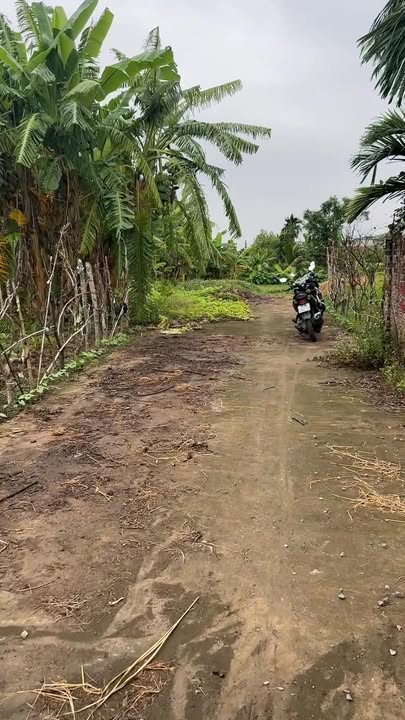 Đất thổ cư Thuần Thành, Thái Thụy 1500m² - Giá đầu tư hấp dẫn!