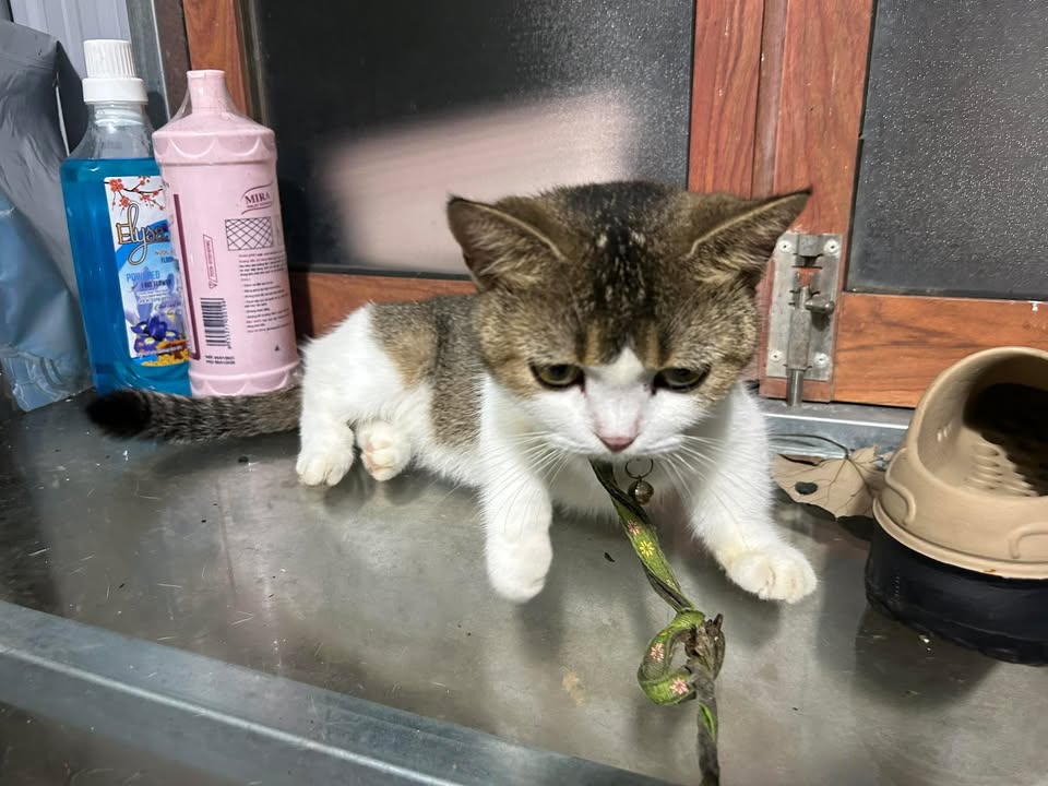 Khách sạn 2 tầng Phạm Thành Thái, Quy Nhơn 295m² giá 19 tỷ - Đầu tư sinh lời hấp dẫn!