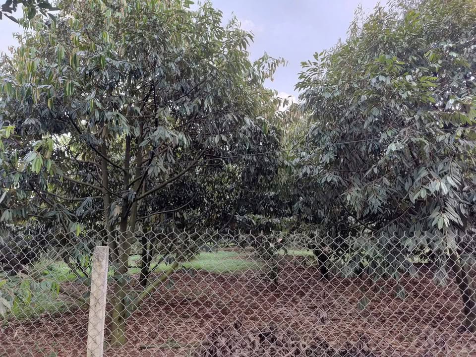 Đất nền Bảo Bình Cẩm Mỹ 270m² - Vị trí trung tâm, thích hợp xây dựng