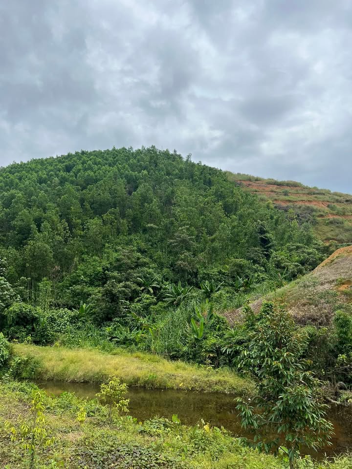 Bán vườn tràm 6ha tại Nam Ninh, Cát Tiên - Giá chỉ 900 triệu!