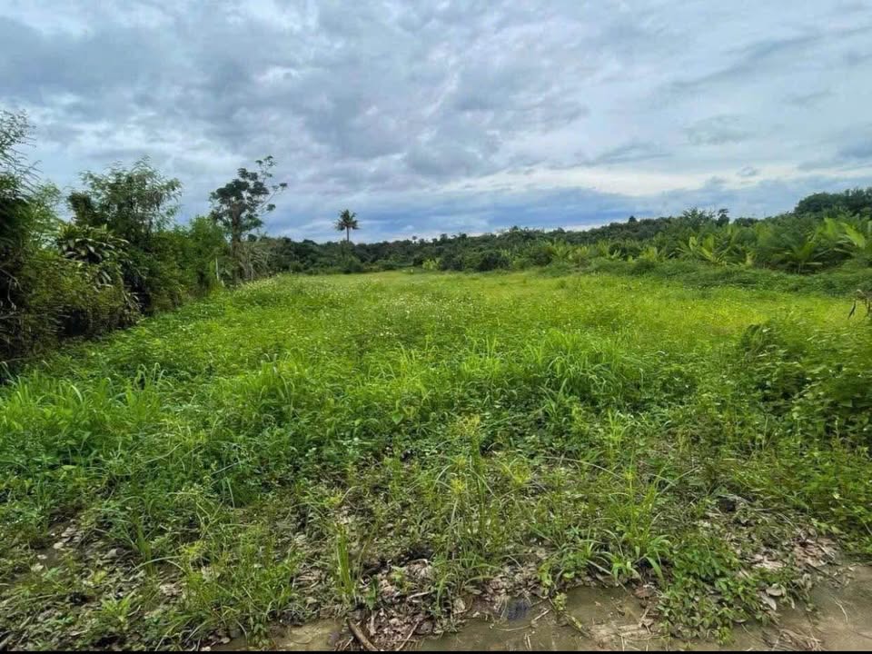 Đất nền 8000m² tại xã Trà Cổ, Tân Phú - Gần Quốc lộ 20, giá chỉ 1.55 tỷ!