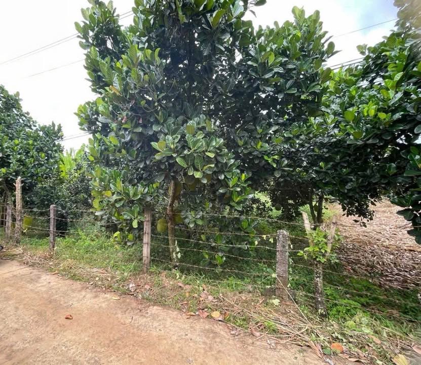 Đất nền Tân Phú 1000m² giá 650 triệu - Cơ hội đầu tư hấp dẫn!