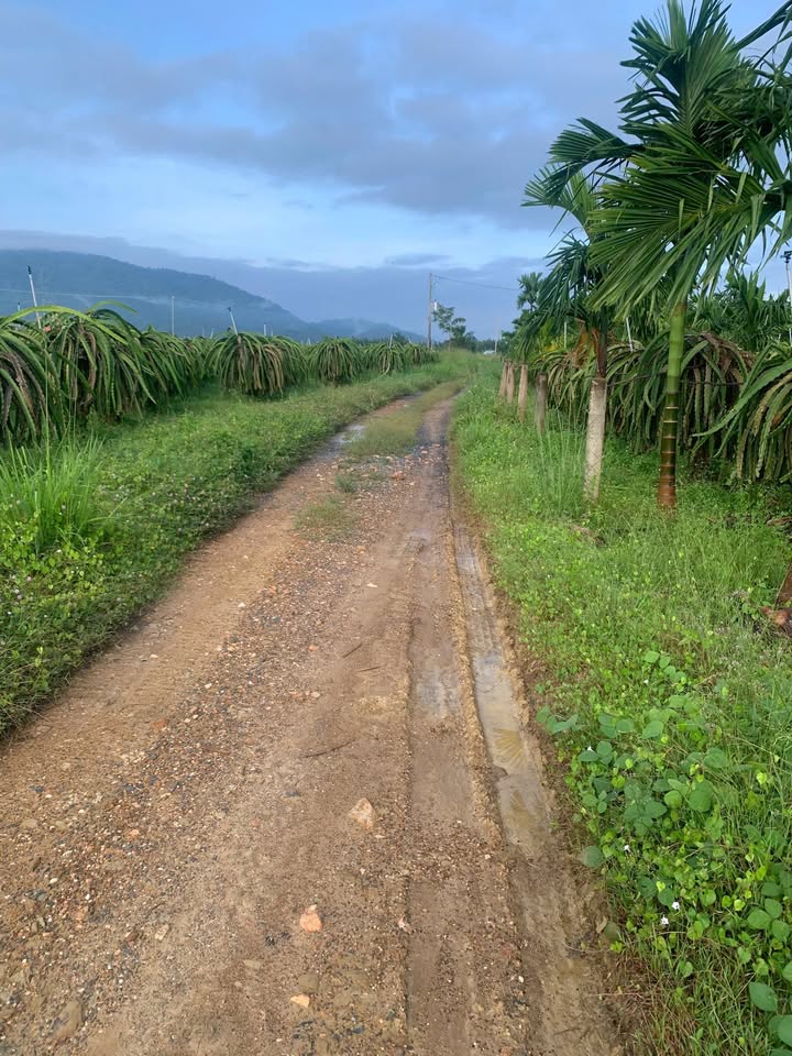 Mảnh vườn 7191m² tại Hàm Thạnh, Bình Thuận giá chỉ 1.2 tỷ - Đầu tư sinh lời ngay!