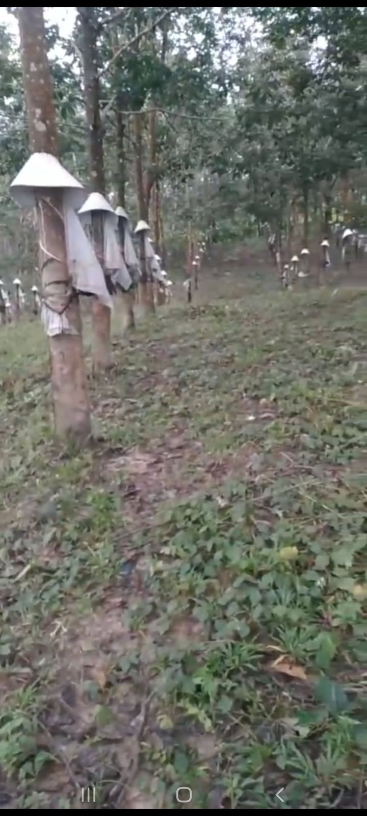 Đất Farm cao su xã Ia Chim, Kon Tum 2880m² giá 700 triệu - Đầu tư sinh lời cho người về hưu!