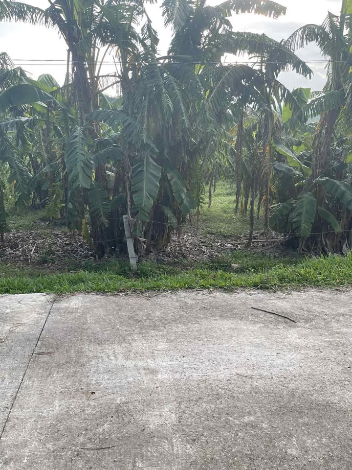 Đất nền Xóm 2, xã Tăng Thành, huyện Yên Thành 248m² giá 600 triệu - Cơ hội đầu tư tuyệt vời!