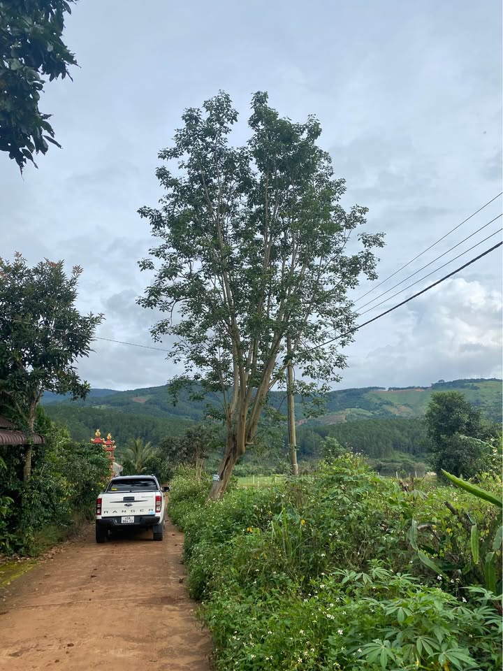 Đất nền phường Cam Ly Đà Lạt 420m² giá 1 tỷ - Đầu tư sinh lời ngay!