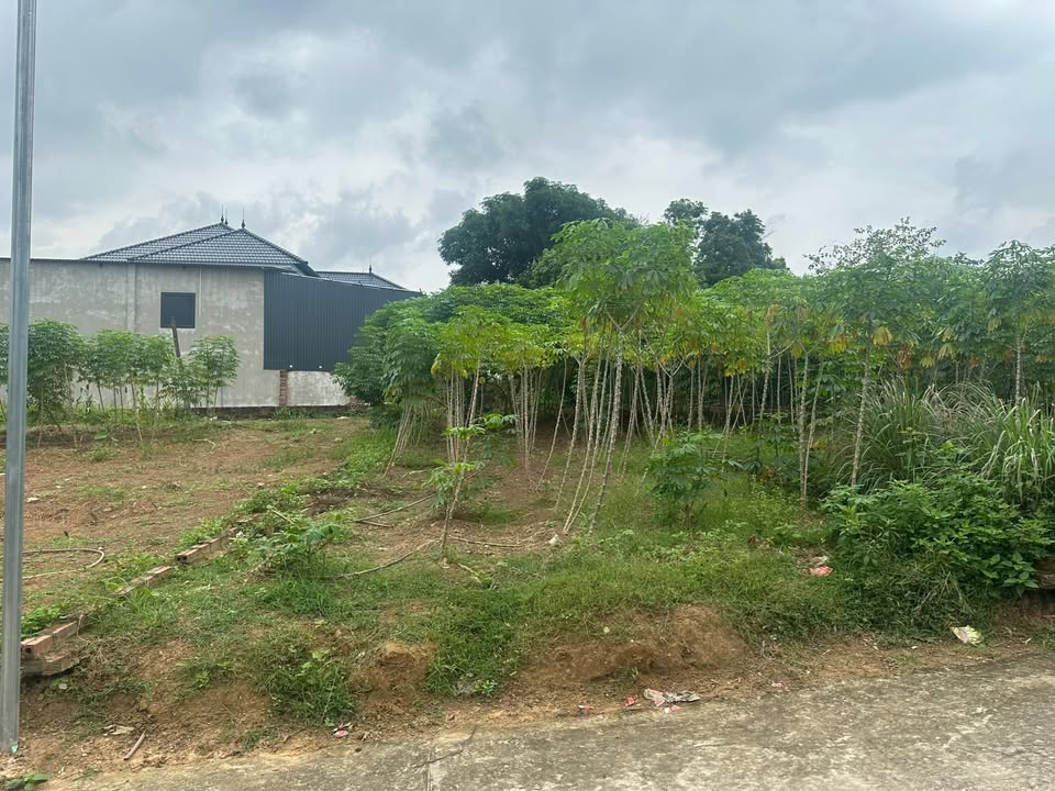 Đất nền đẹp tại Thanh Đình, Việt Trì 246m² giá 1 tỷ - Đầu tư sinh lời ngay!