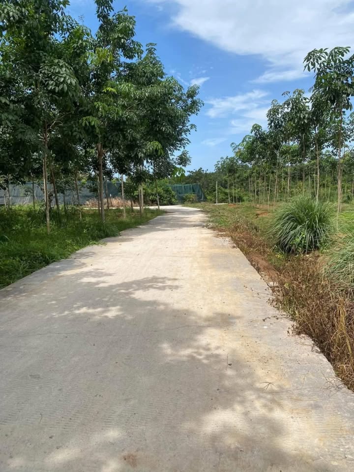 Đất nông nghiệp Lộc Thiện 18.000m² - Địa thế bằng phẳng, đẹp mắt!