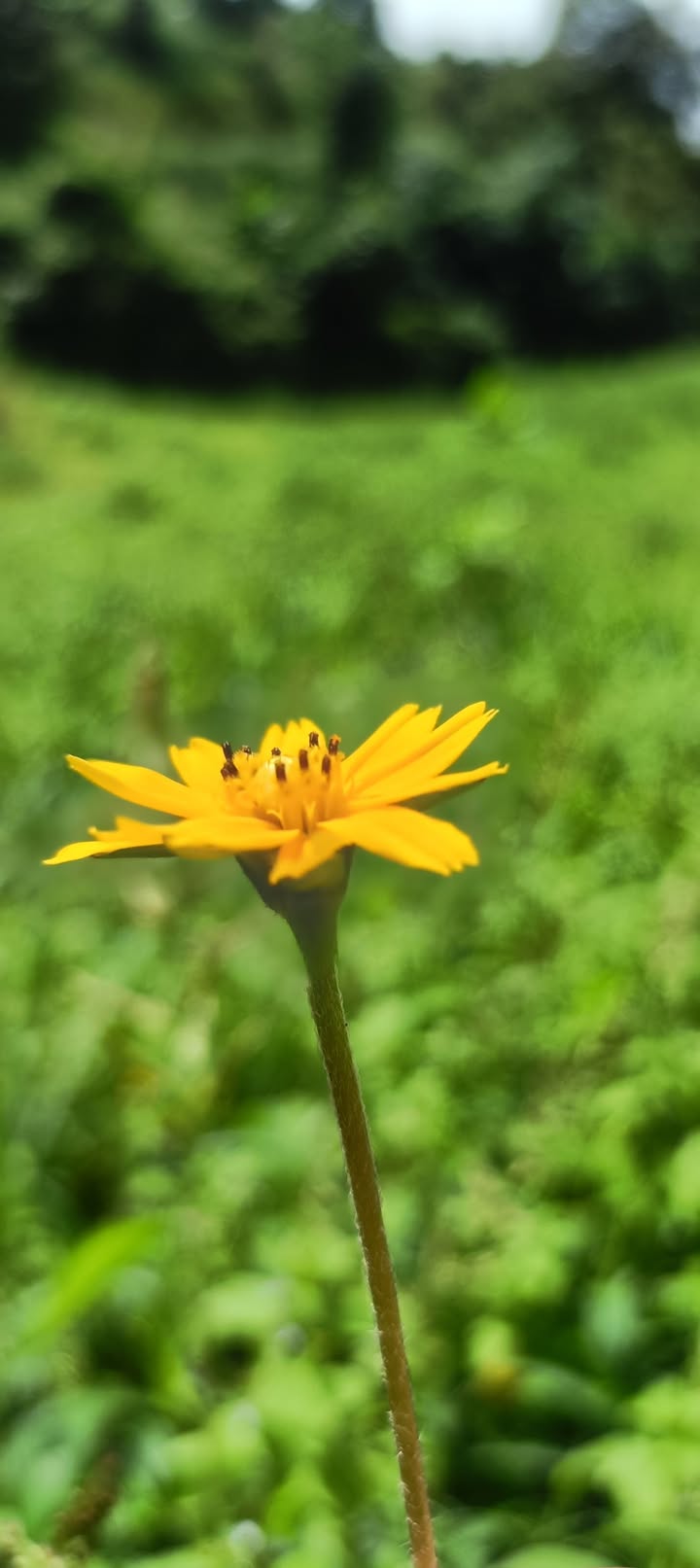 Đất Lộc Nam Bảo Lâm 3600m² giá chỉ 650 triệu - Đầu tư sinh lời ngay!