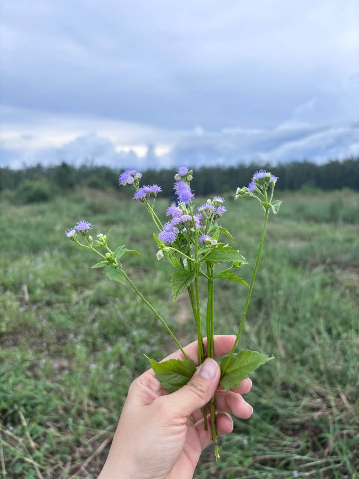 Đất nền Hòa Bình, Kon Tum 2000m² giá 700 triệu - Phù hợp xây nhà vườn!