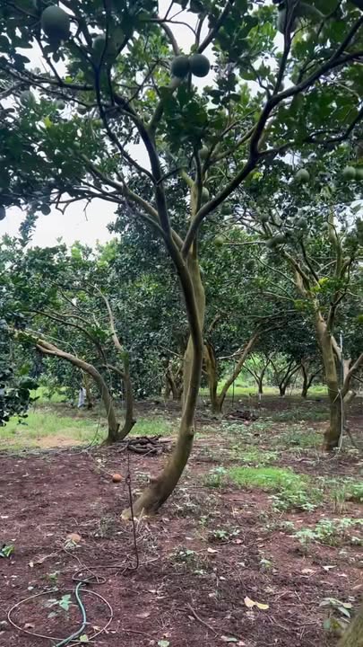 Đất nền Bảo Vinh Long Khánh 1000m² giá 850 triệu - Đầu tư lý tưởng!