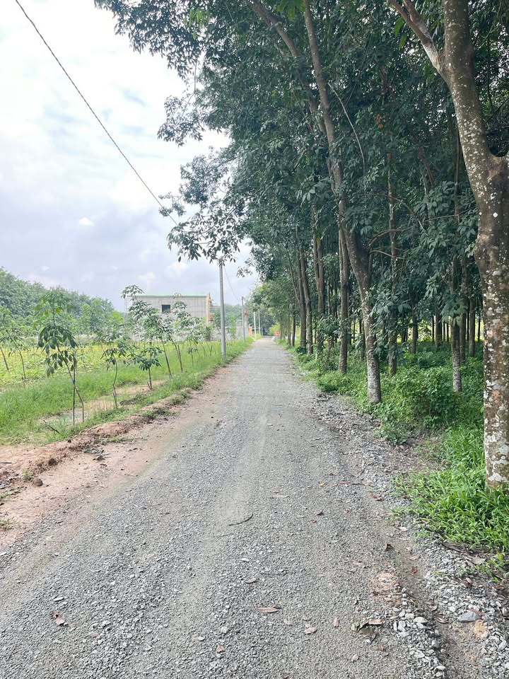 Đất thổ cư Hòa Lợi Bến Cát 138m² giá 1.1 tỷ - Sổ riêng, đường ô tô vào tận nơi!