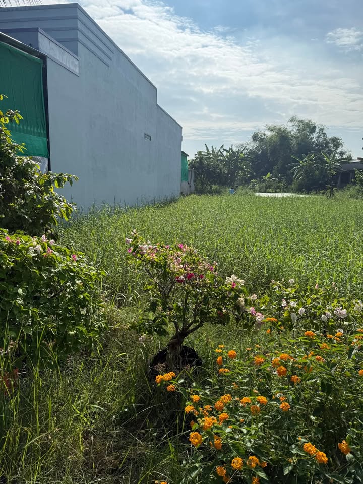 Đất thổ cư Gò Công Tây 145m² giá 390 triệu - Cơ hội đầu tư tuyệt vời!