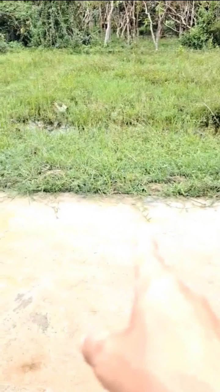 Đất nền Nghi Liên 52,9m² hướng Đông Bắc - Gần đường nhựa lớn chỉ 20m!